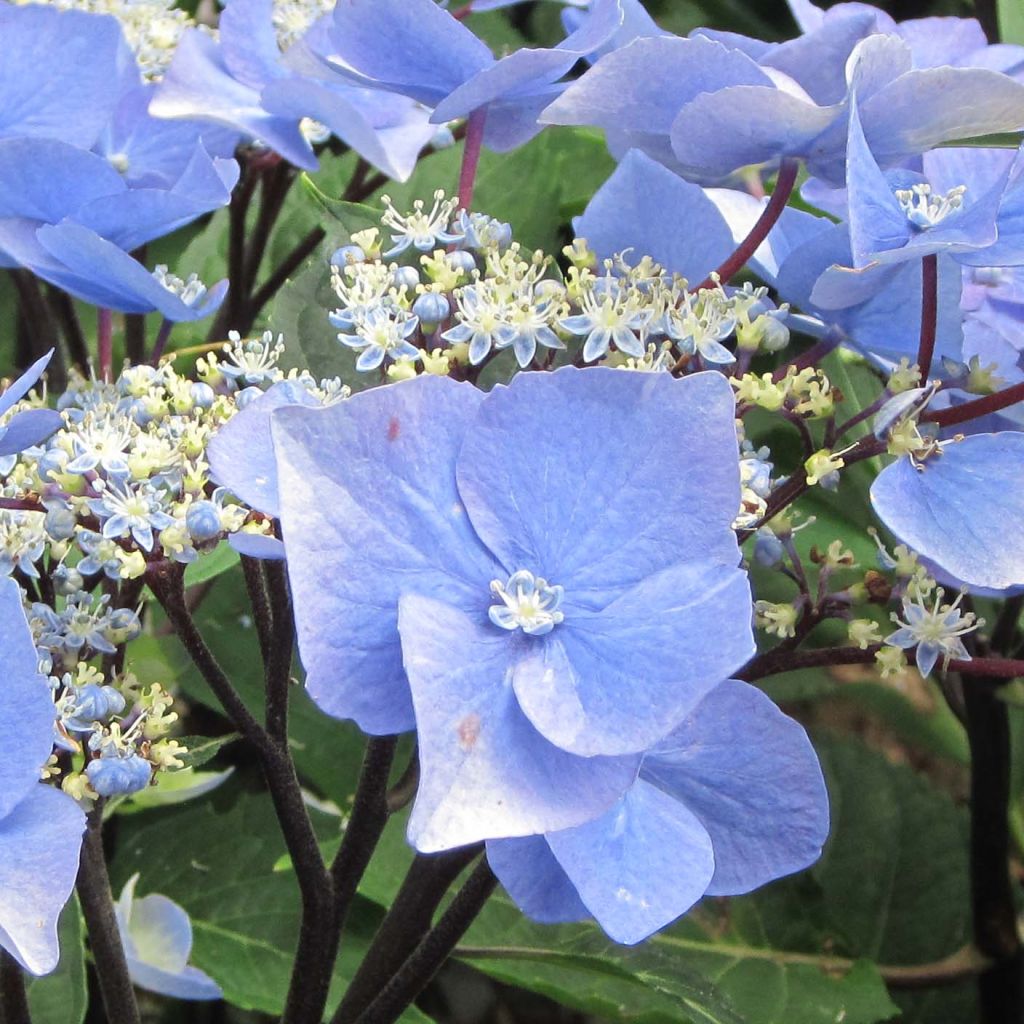 Hortensia macrophylla Zorro Azul- Hydrangea