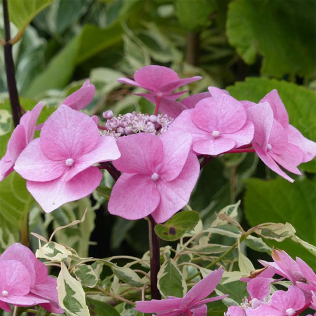 Hortensia macrophylla Zorro Rosa - Hydrangea