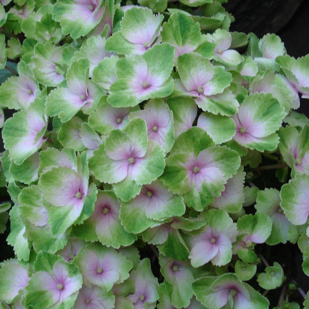 Hydrangea Magical Summer Green - Hortensia