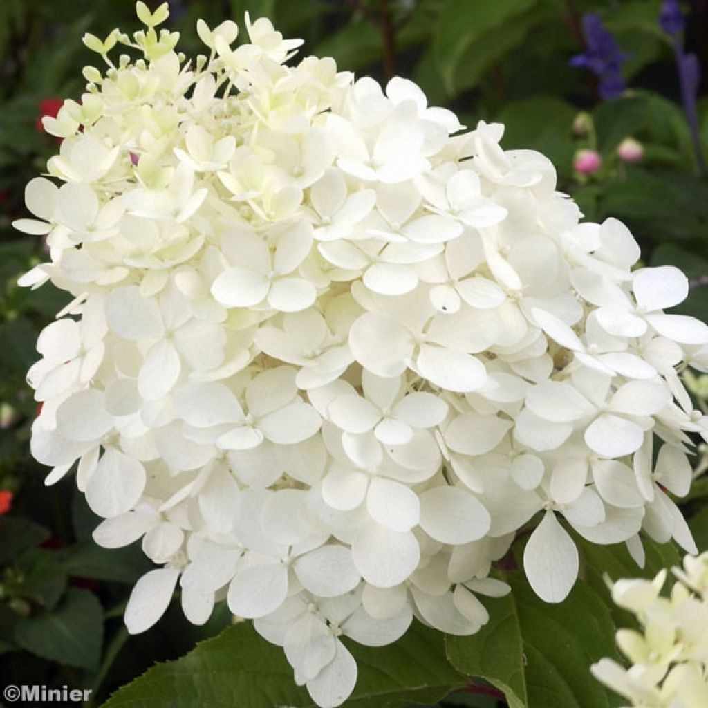 Hortensia paniculata Phantom - Hydrangea