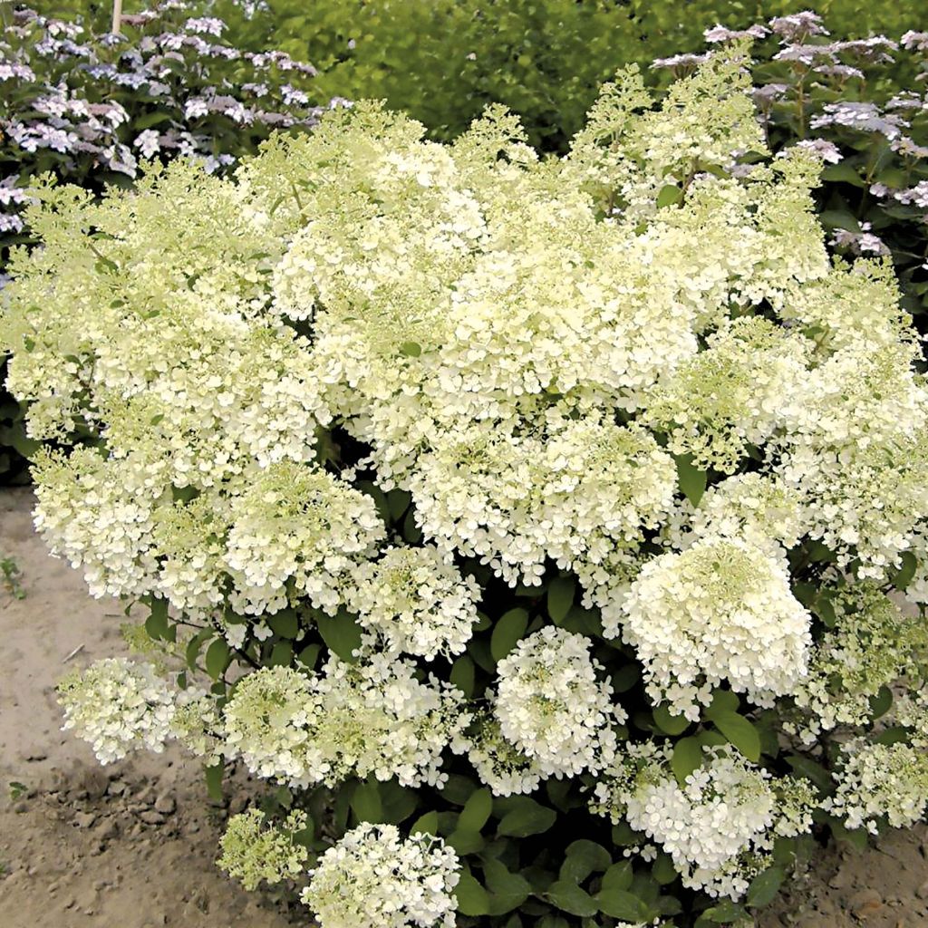 Hortensia paniculata Bobo - Hydrangea paniculata