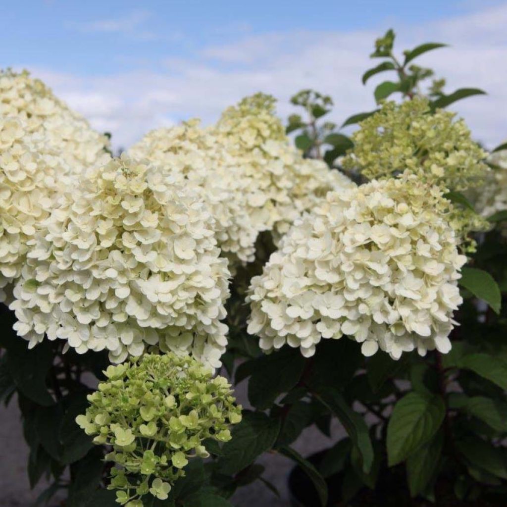 Hortensia paniculata Bobo - Hydrangea paniculata