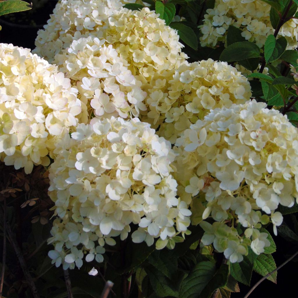 Hortensia paniculata Bobo - Hydrangea paniculata