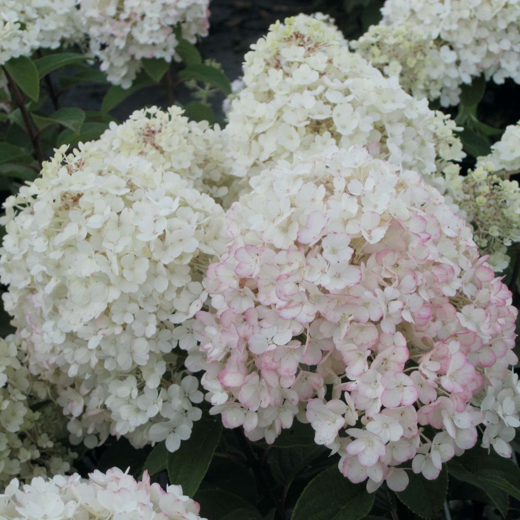 Hortensia paniculata Bobo - Hydrangea paniculata