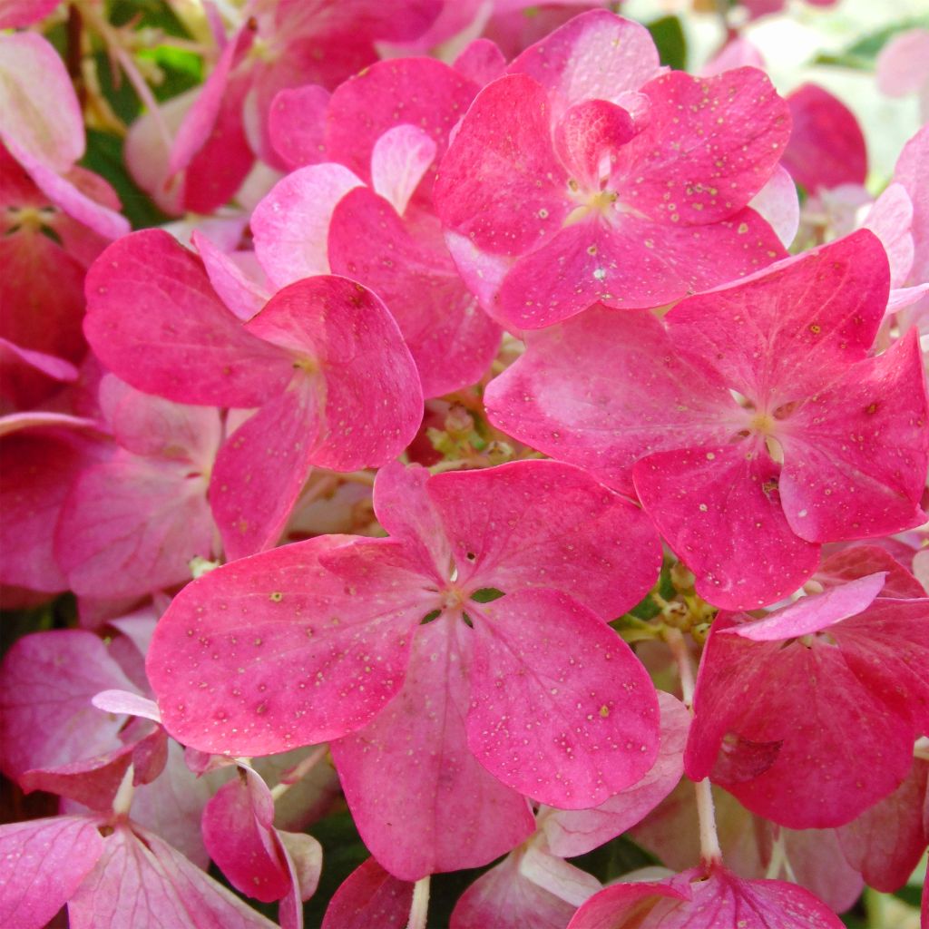 Hortensia paniculata Diamant Rouge - Hydrangea paniculata