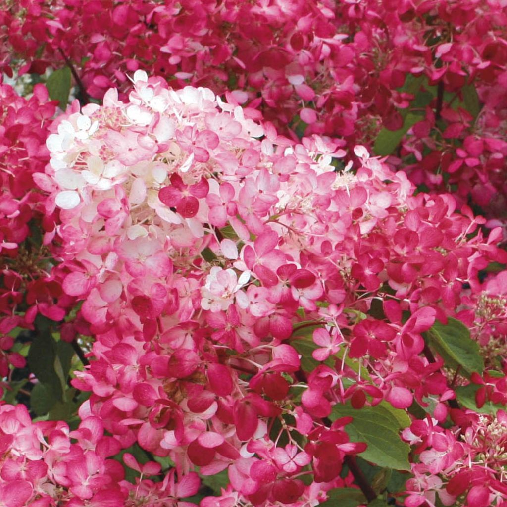 Hortensia paniculata Diamant Rouge - Hydrangea paniculata