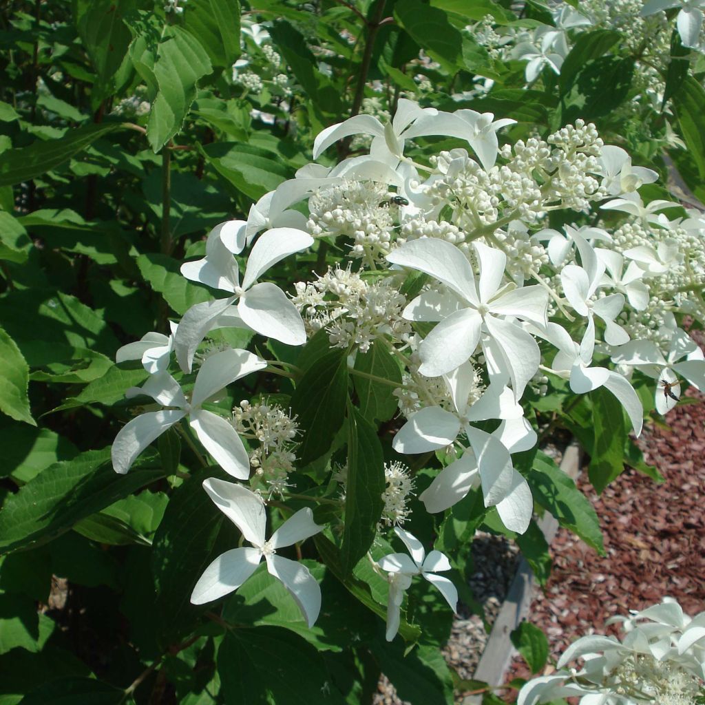 Hortensia paniculata Great Star Le Vasterival - Hydrangea