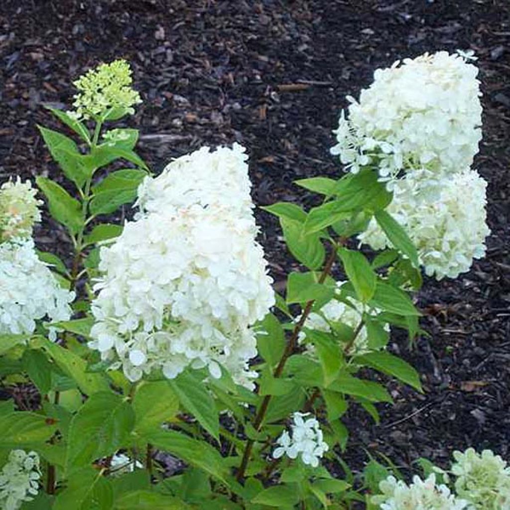 Hortensia paniculata Limelight - Hydrangea paniculata