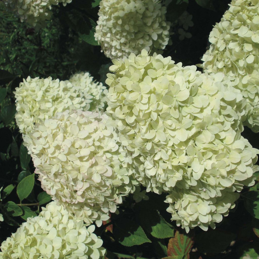 Hortensia paniculata Limelight - Hydrangea paniculata