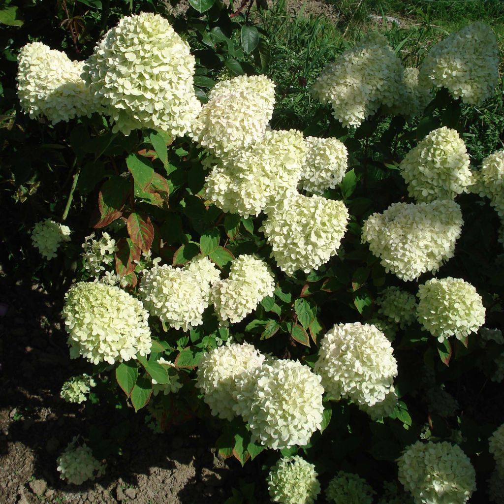 Hortensia paniculata Limelight - Hydrangea paniculata