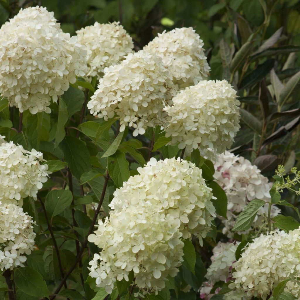 Hortensia paniculata Limelight - Hydrangea paniculata