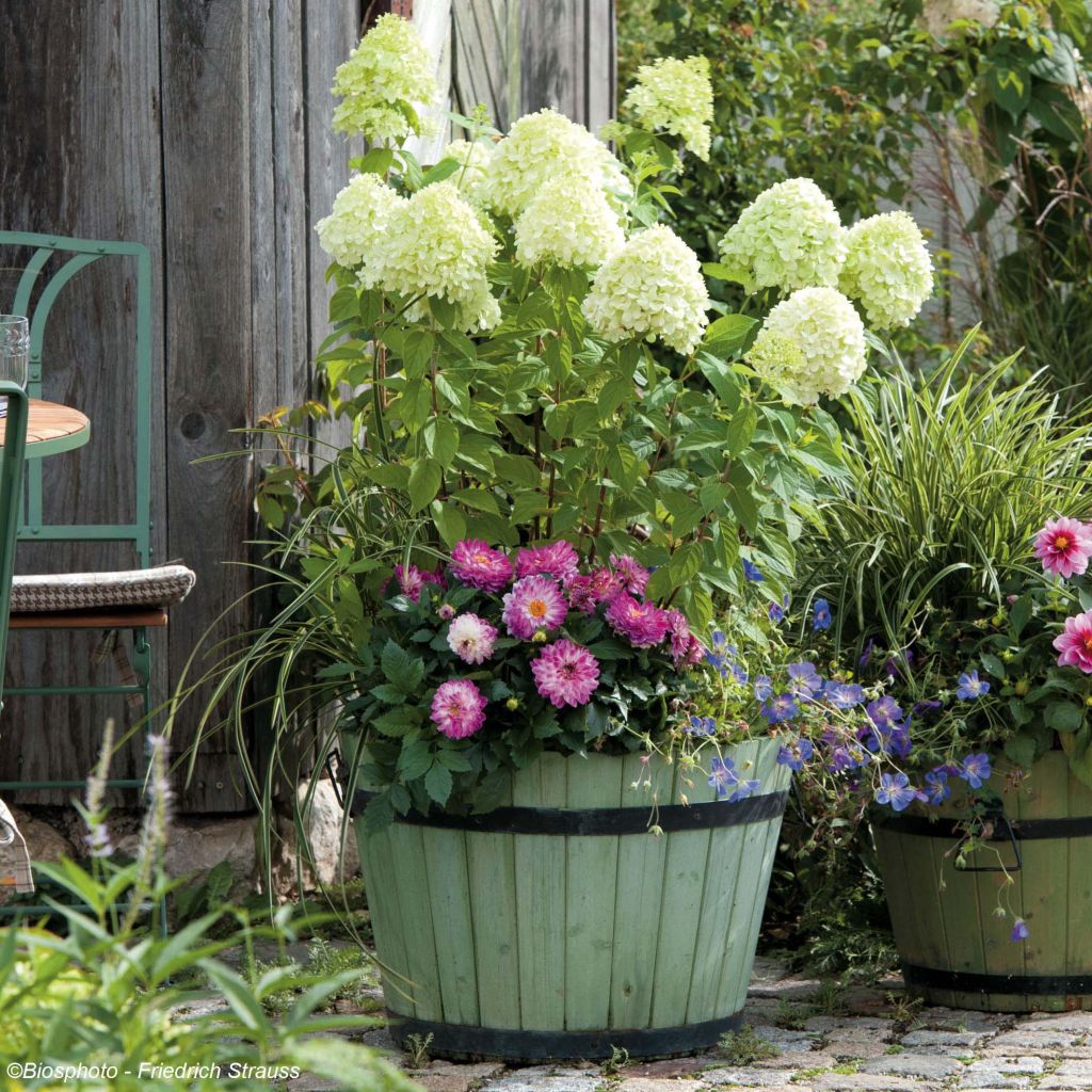 Hortensia paniculata Limelight - Hydrangea paniculata