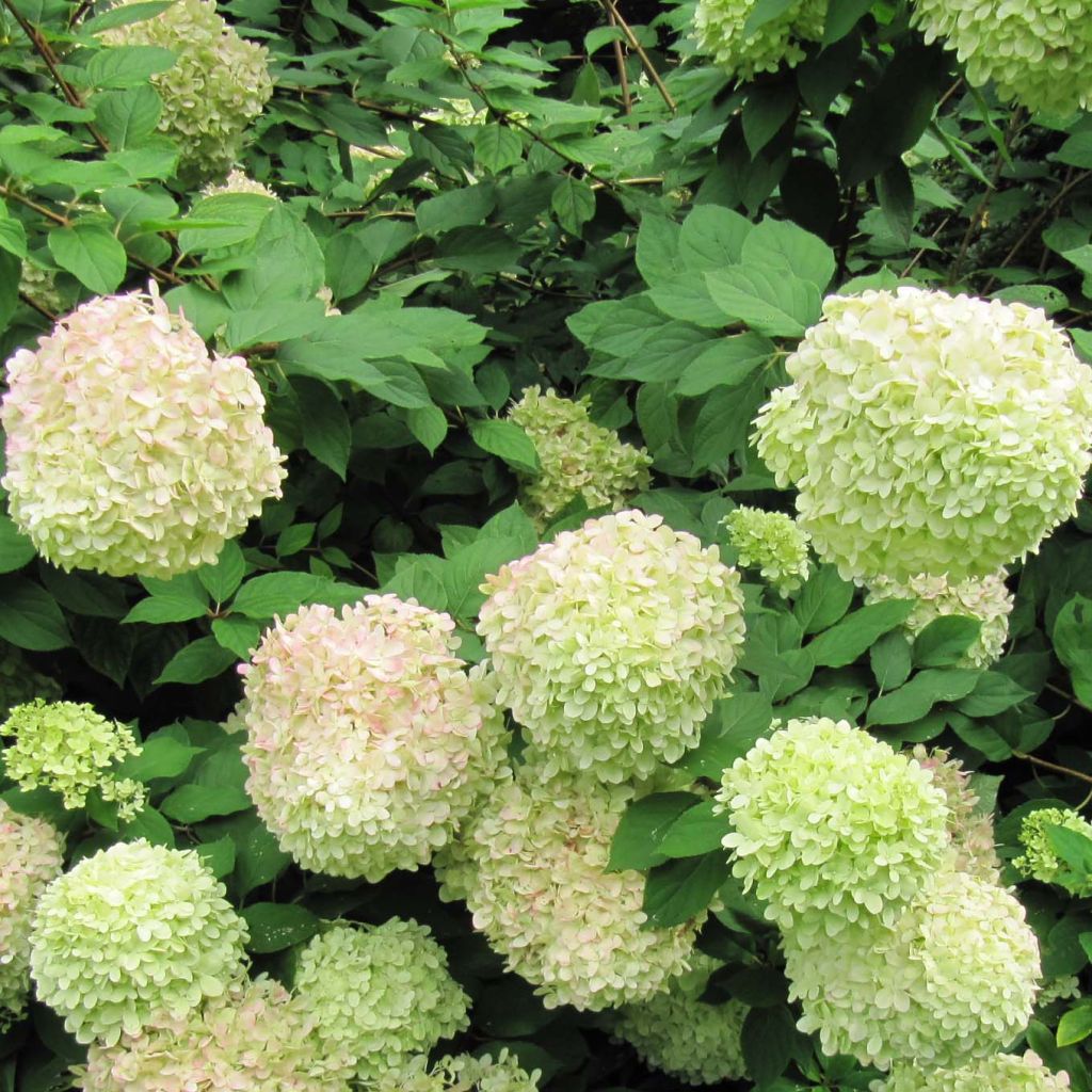 Hortensia paniculata Limelight - Hydrangea paniculata