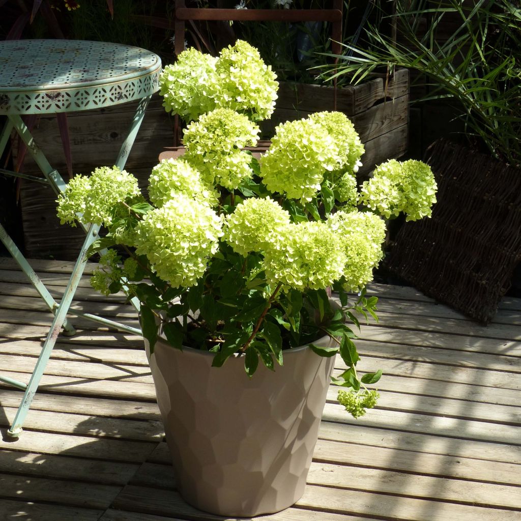 Hortensia paniculata Little Lime - Hydrangea