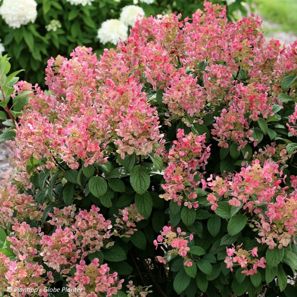 Hortensia paniculata Little Quick Fire - Hydrangea paniculata