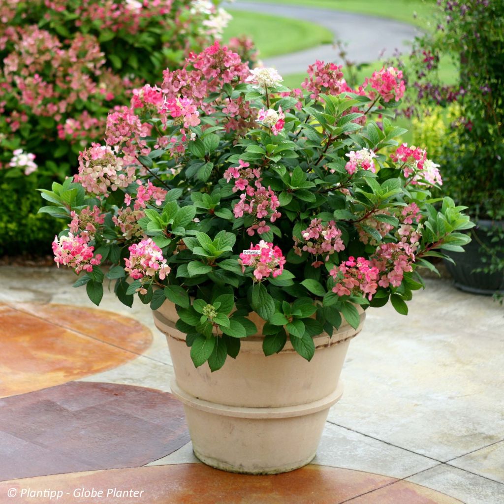 Hortensia paniculata Little Quick Fire - Hydrangea paniculata