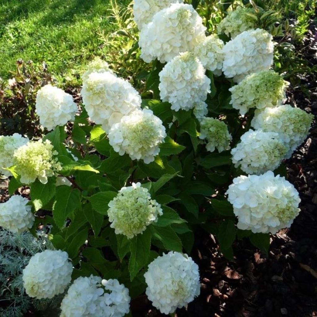 Hortensia paniculata Magical Mont Blanc - Hydrangea paniculata