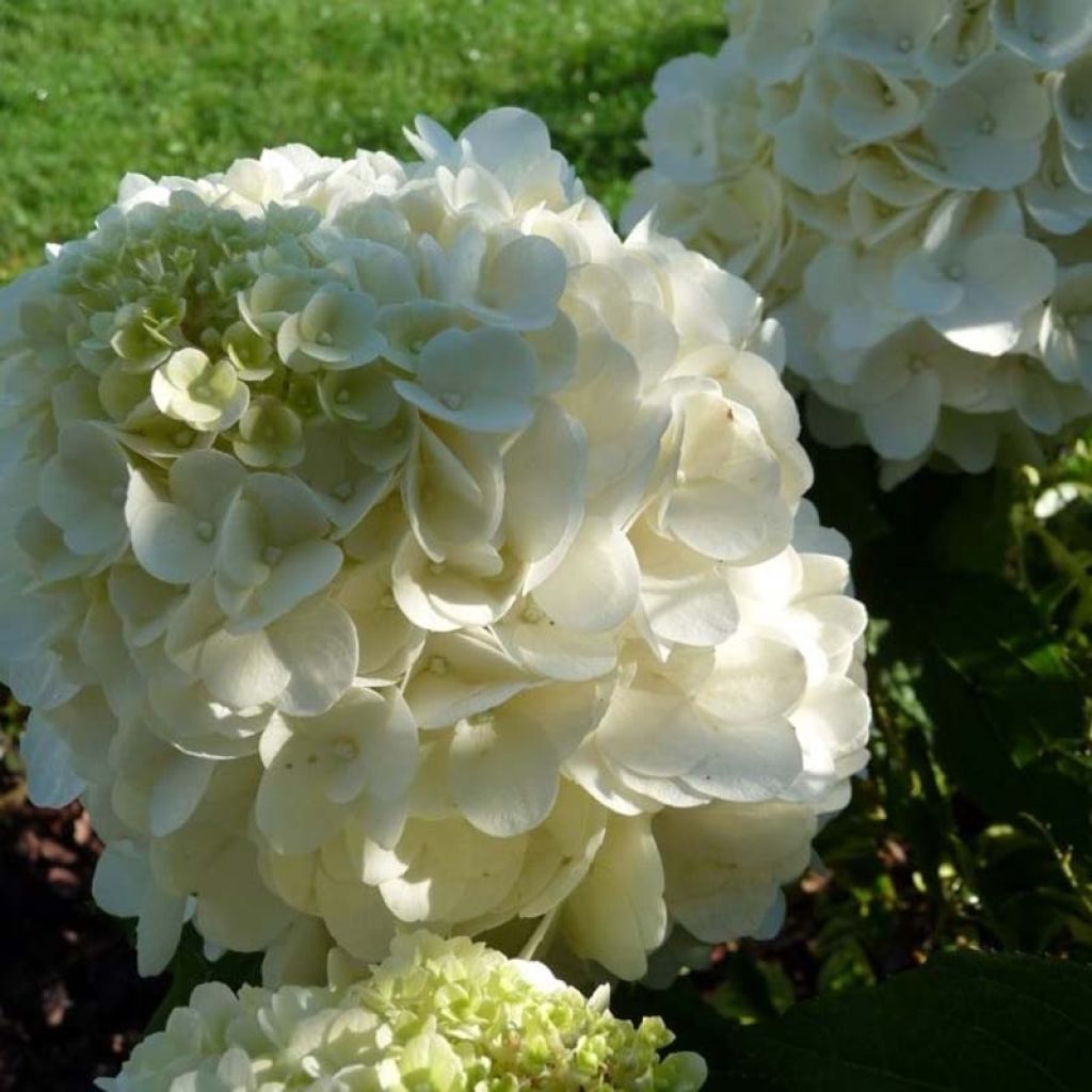 Hortensia paniculata Magical Mont Blanc - Hydrangea paniculata