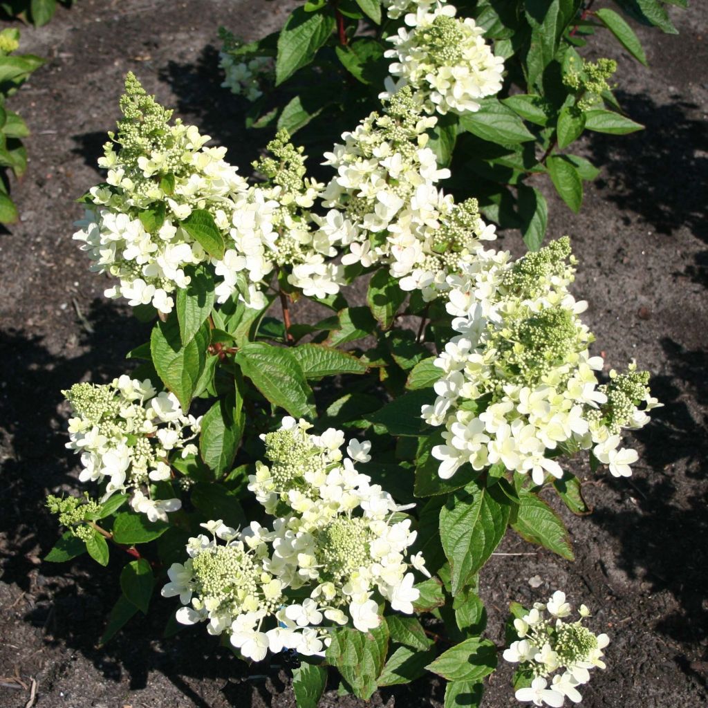 Hortensia paniculata Magical Vesuvio - Hydrangea paniculata