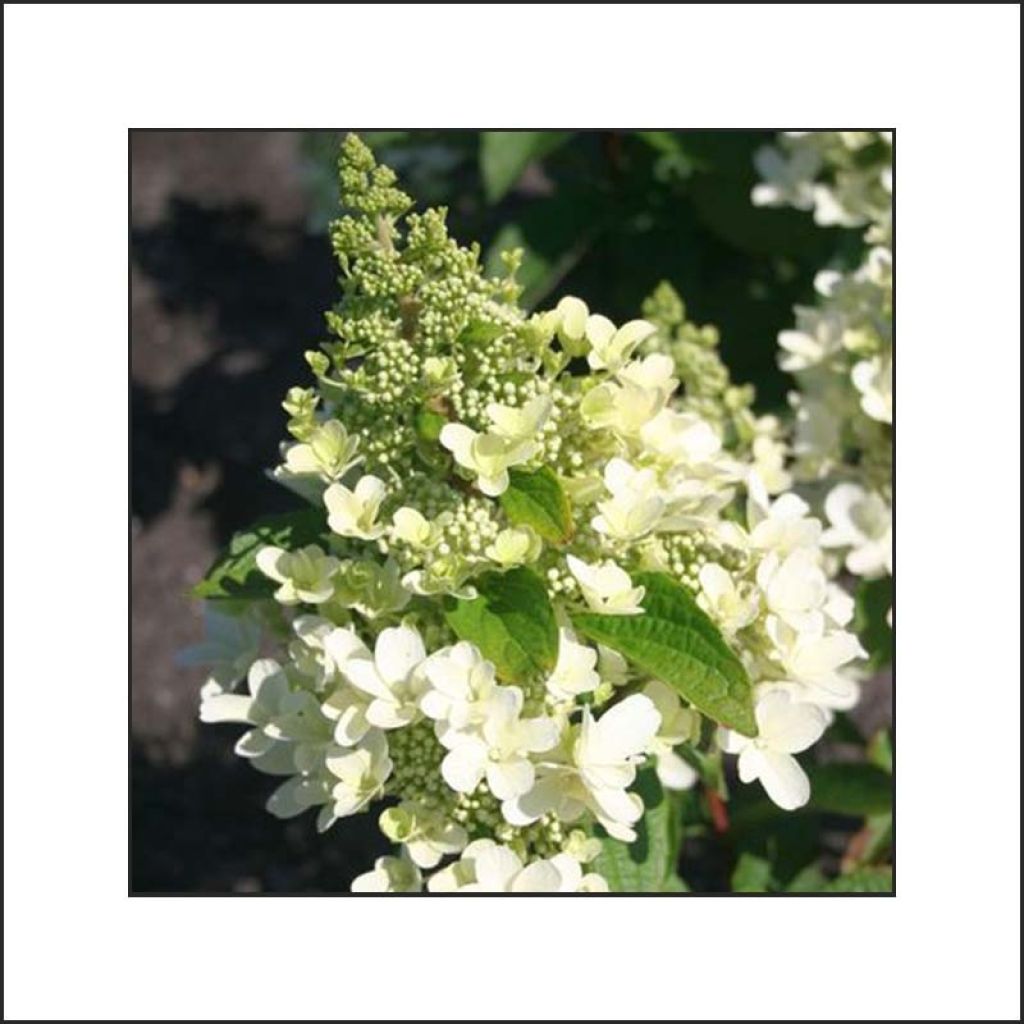 Hortensia paniculata Magical Vesuvio - Hydrangea paniculata