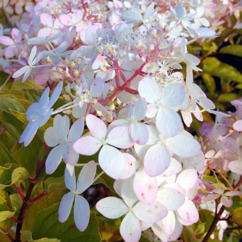 Hortensia paniculata Phantom - Hydrangea