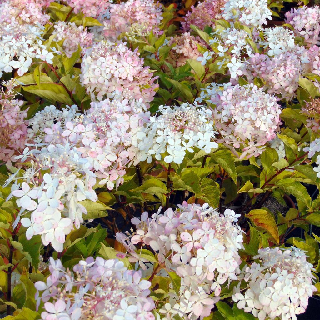 Hortensia paniculata Phantom - Hydrangea