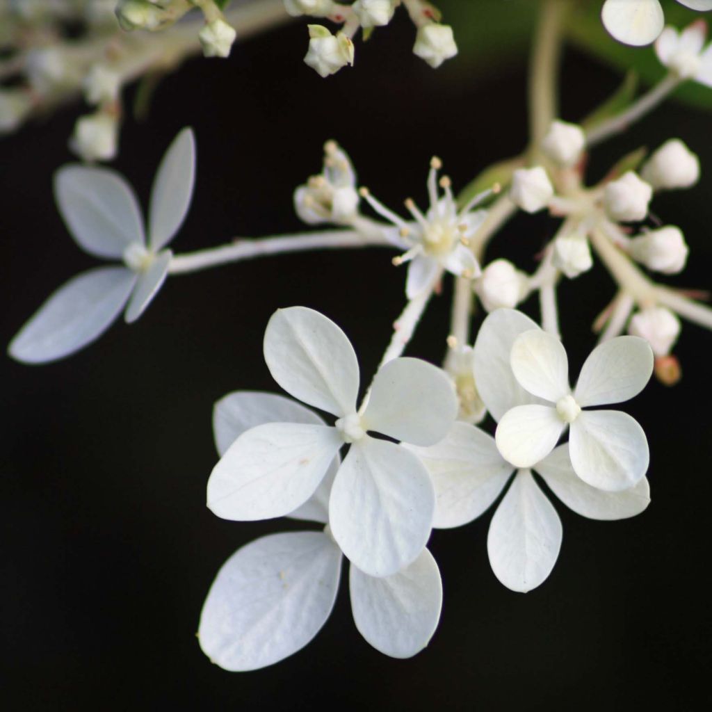 Hortensia paniculata Phantom - Hydrangea