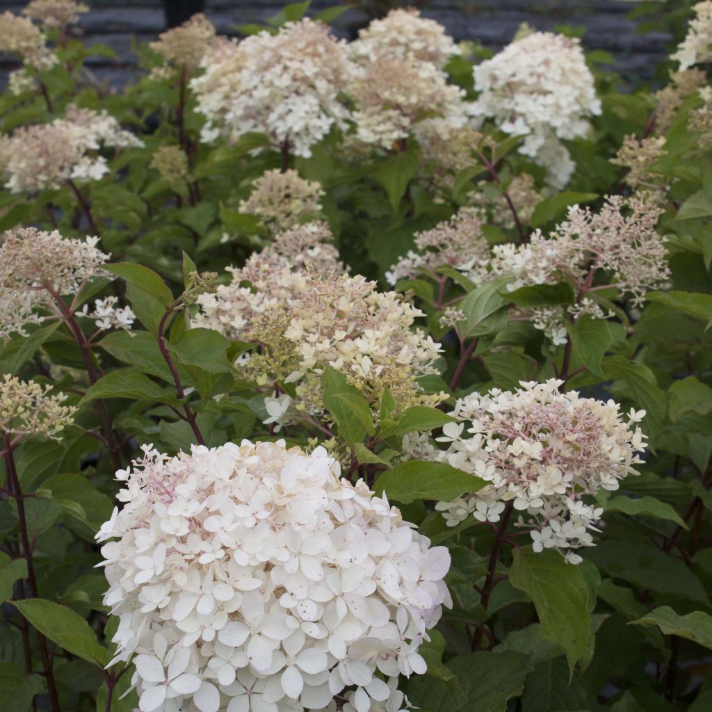 Hortensia paniculata Phantom - Hydrangea