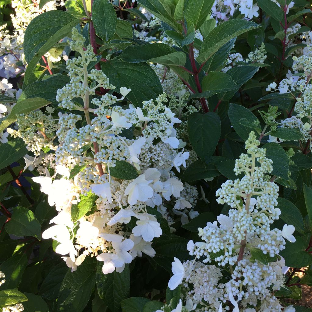 Hortensia paniculata Pinky Winky - Hydrangea paniculata