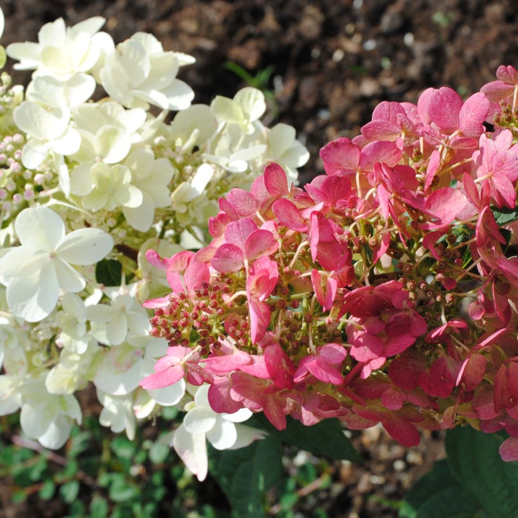 Hortensia paniculata Pinky Winky - Hydrangea paniculata