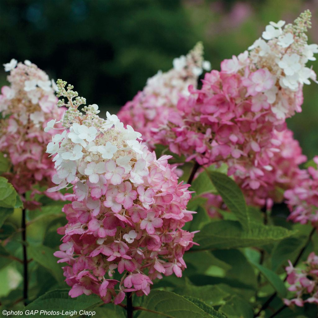 Hortensia paniculata Pinky Winky - Hydrangea paniculata