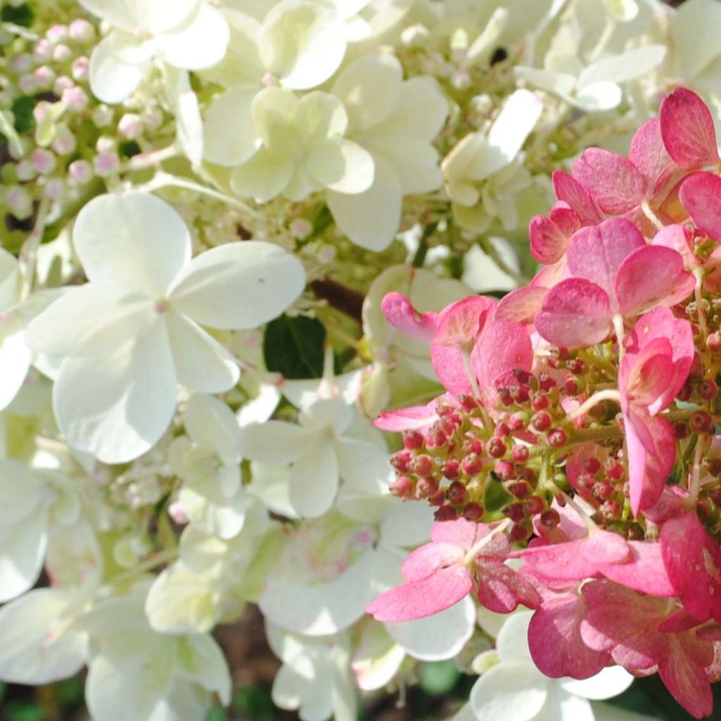 Hortensia paniculata Pinky Winky - Hydrangea paniculata