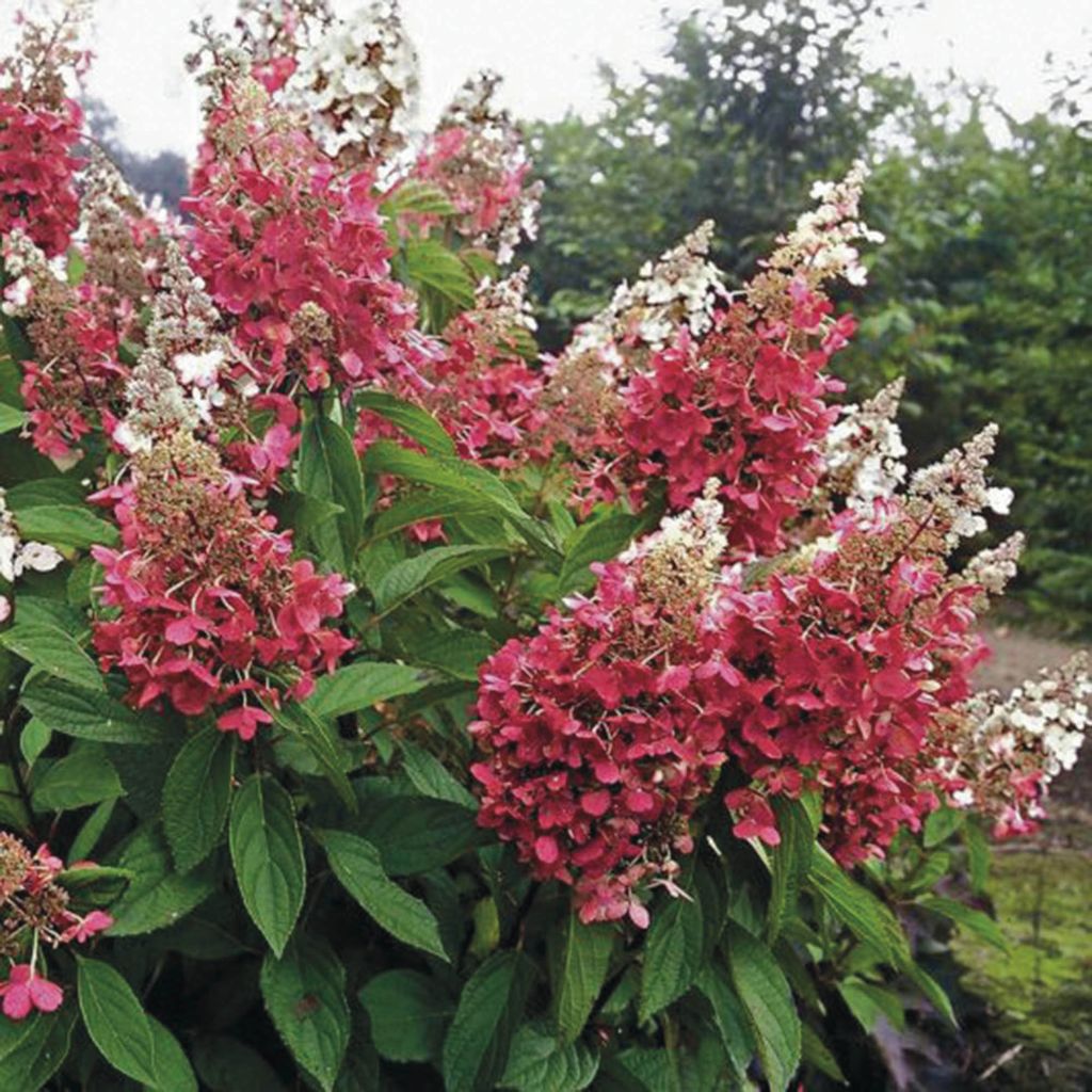 Hortensia paniculata Pinky Winky - Hydrangea paniculata