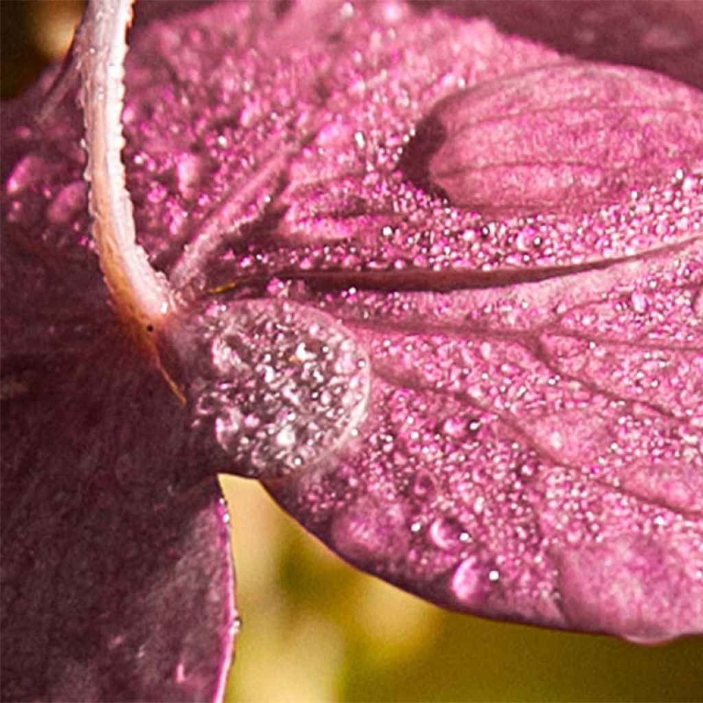 Hortensia paniculata Pinky Winky - Hydrangea paniculata