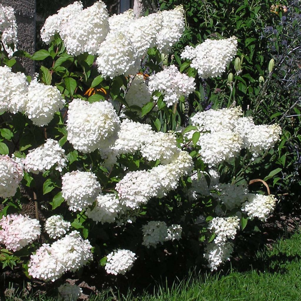 Hortensia paniculata Vanille Fraise - Hydrangea