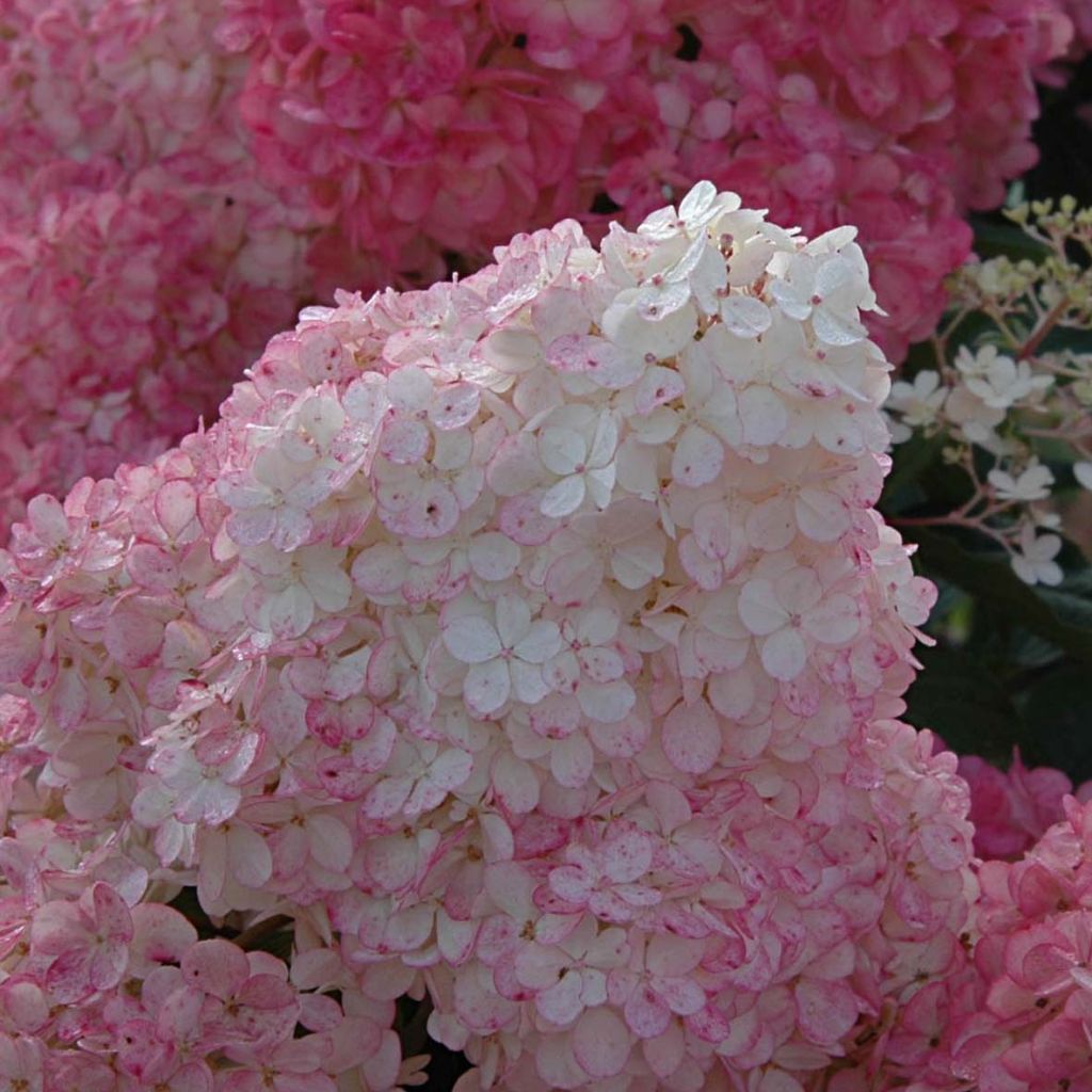 Hortensia paniculata Vanille Fraise - Hydrangea