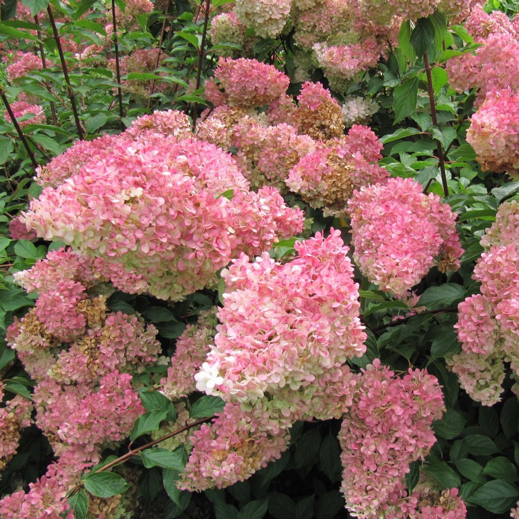 Hortensia paniculata Vanille Fraise - Hydrangea