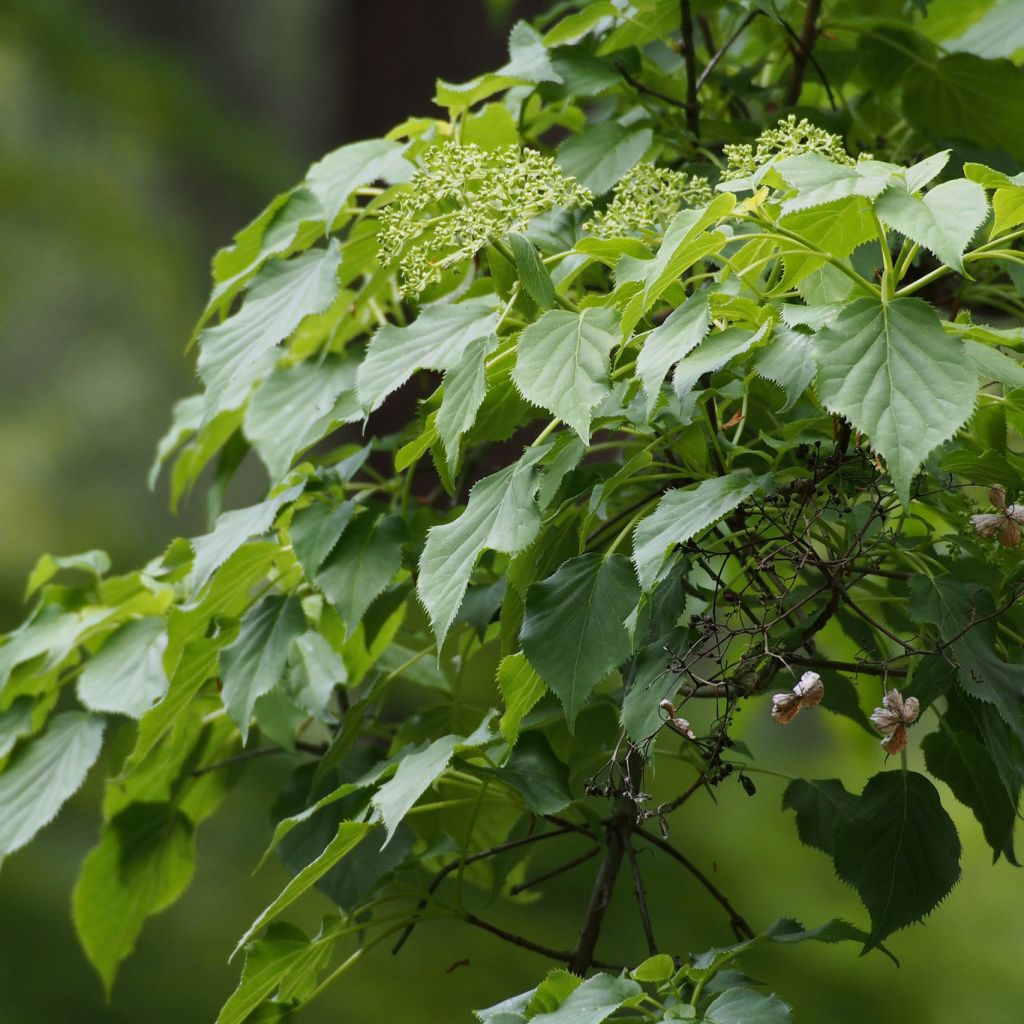 Hortensia anomala var. petiolaris - Hortensia trepadora