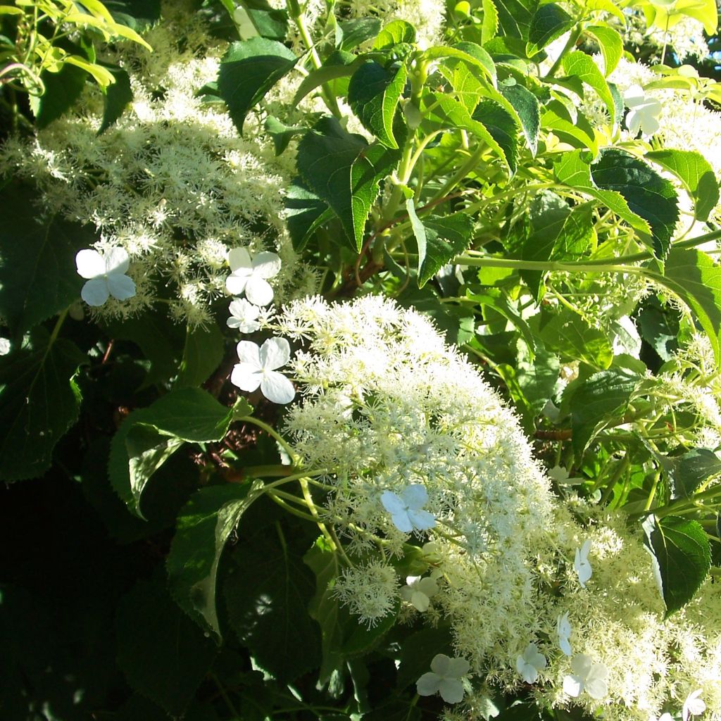 Hortensia anomala var. petiolaris - Hortensia trepadora