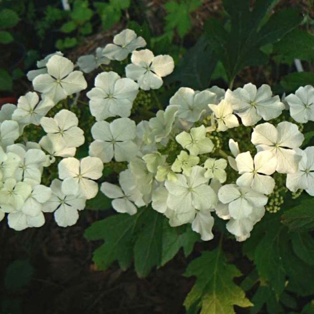 Hortensia quercifolia Ice Crystal - Hortensia de hoja de roble