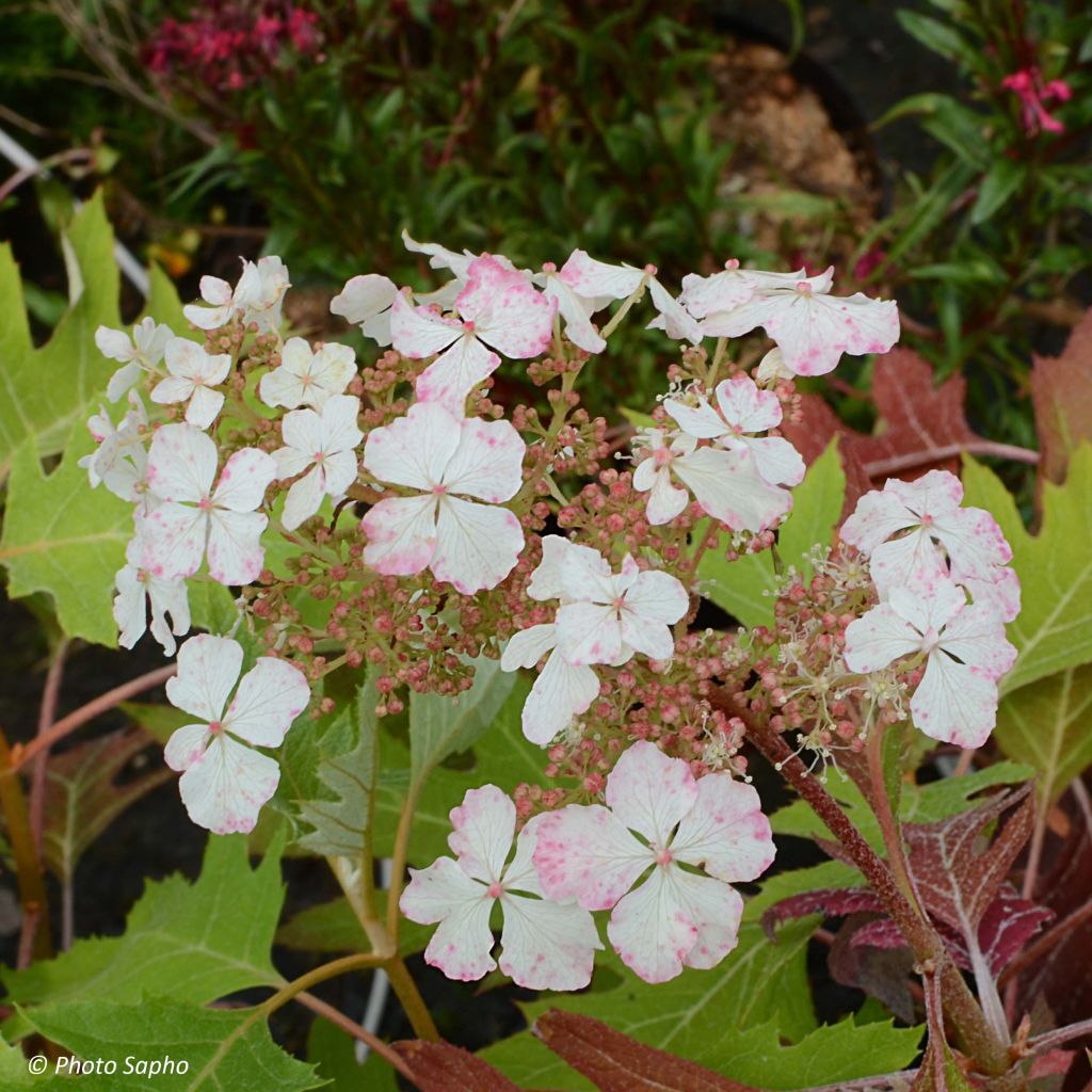 Hortensia quercifolia Ice Crystal - Hortensia de hoja de roble