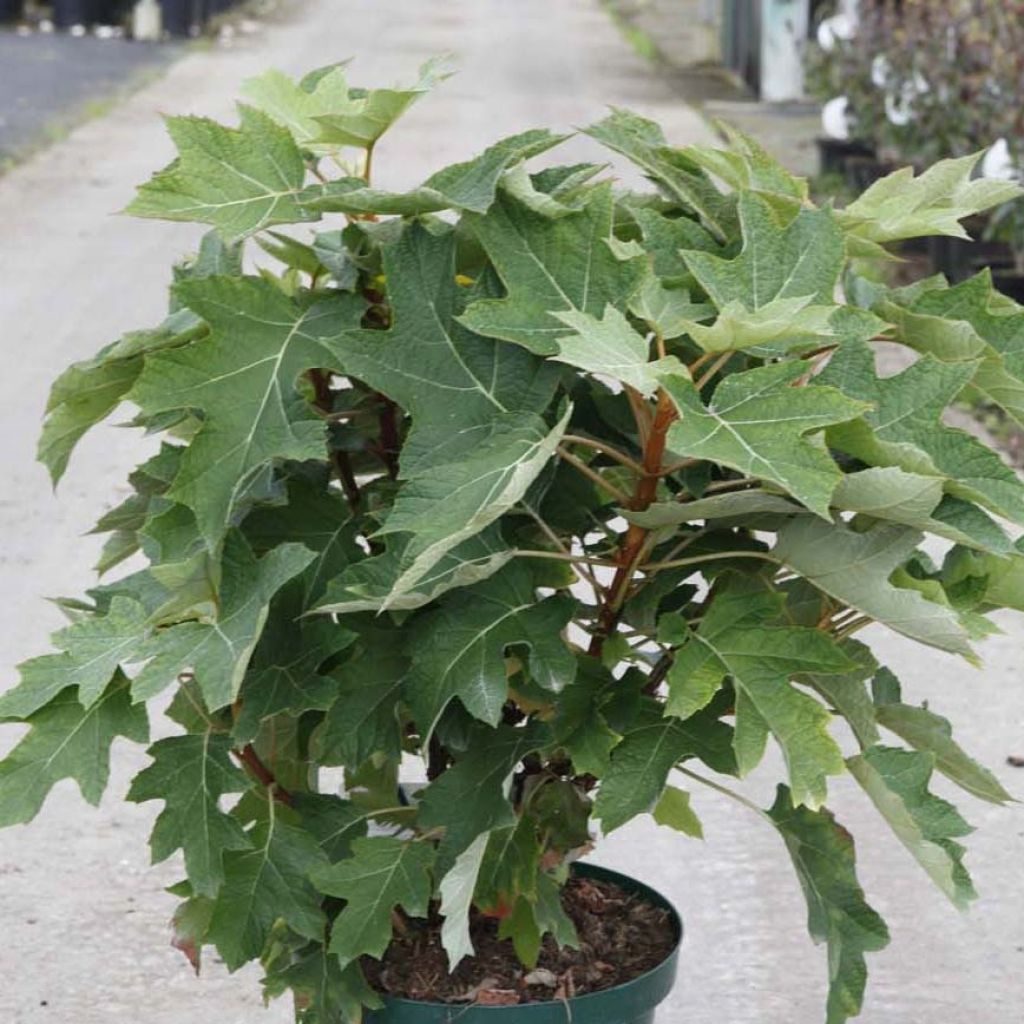 Hortensia quercifolia Munchkin - Hortensia de hoja de roble