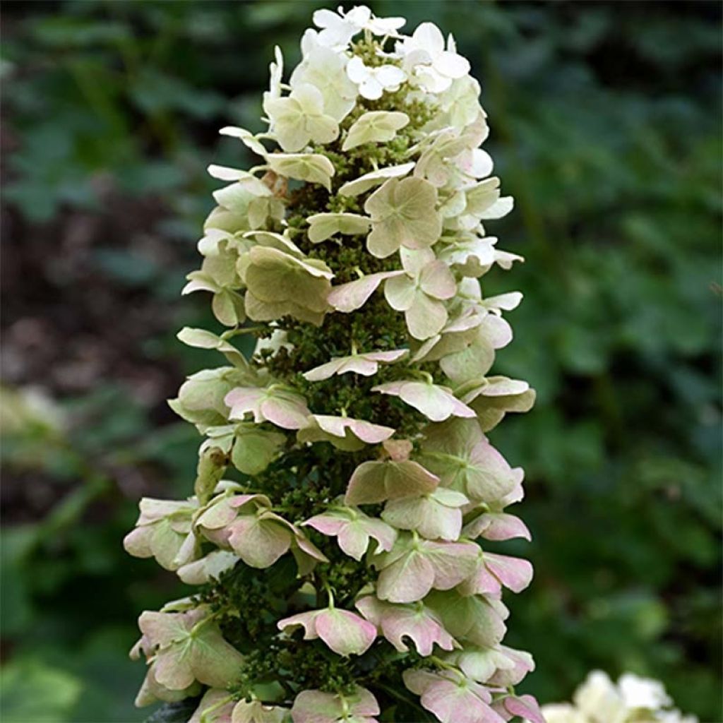 Hortensia quercifolia Munchkin - Hortensia de hoja de roble