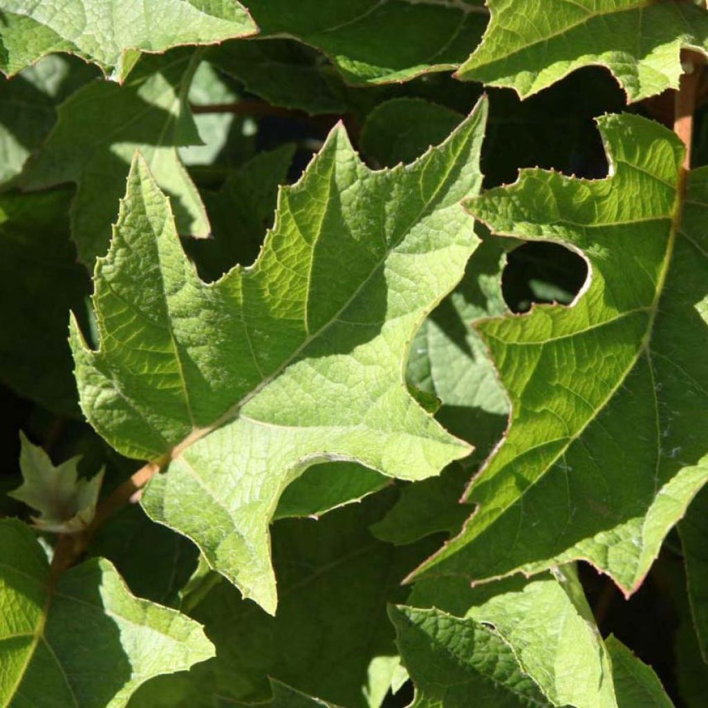 Hortensia quercifolia Munchkin - Hortensia de hoja de roble