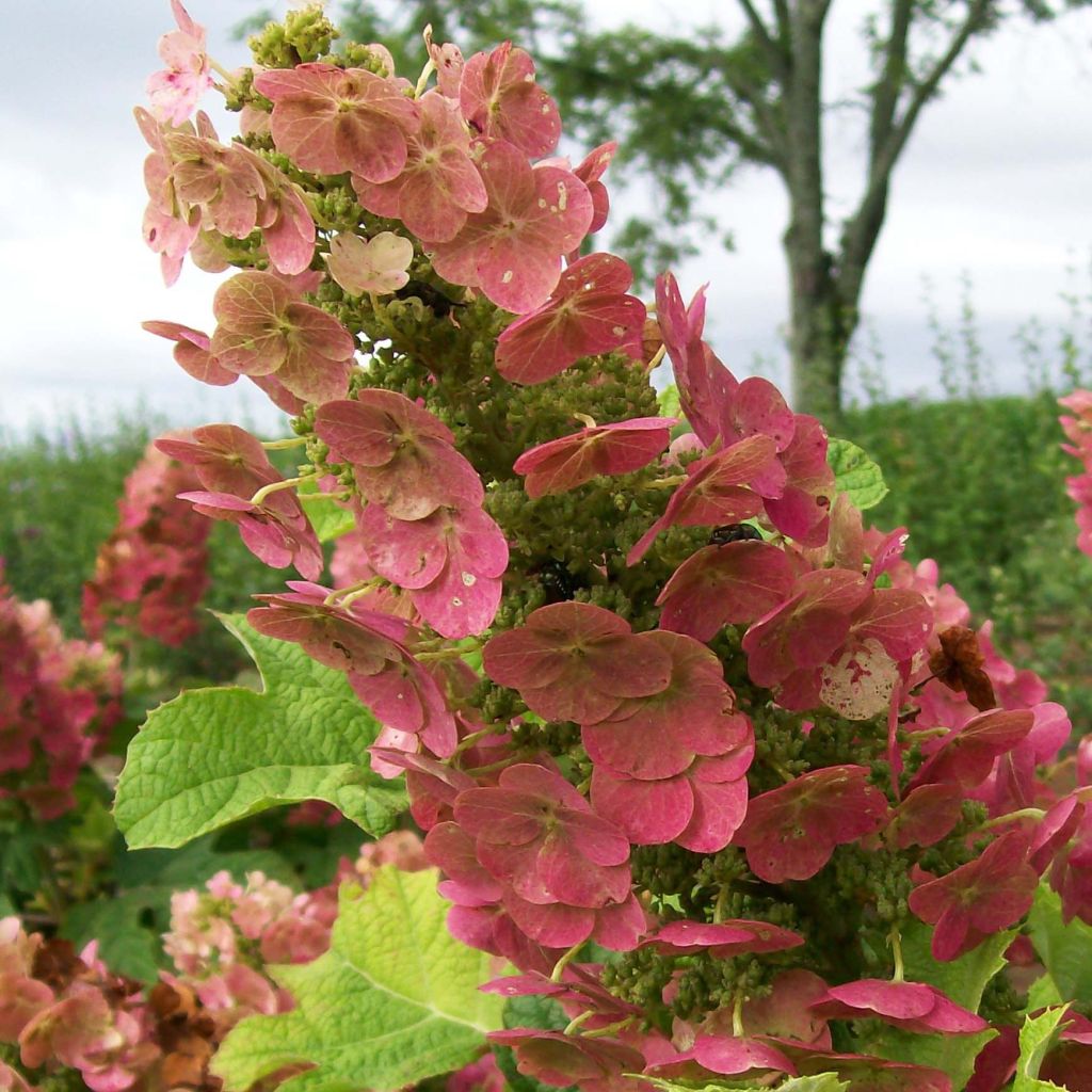 Hortensia quercifolia Ruby Slippers - Hortensia de hoja de roble