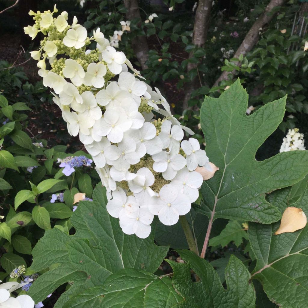 Hortensia quercifolia Snow Queen - Hortensia de hoja de roble