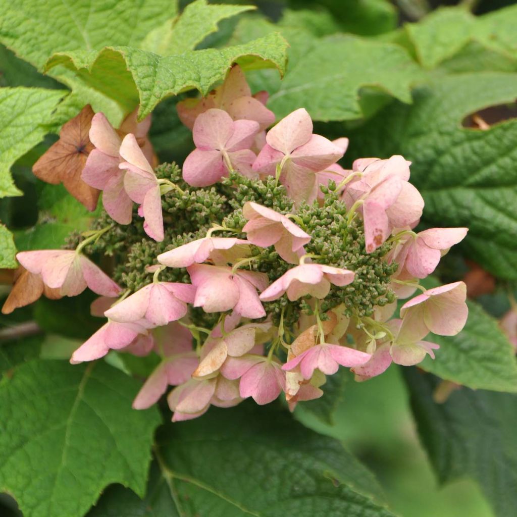 Hortensia quercifolia Snow Queen - Hortensia de hoja de roble