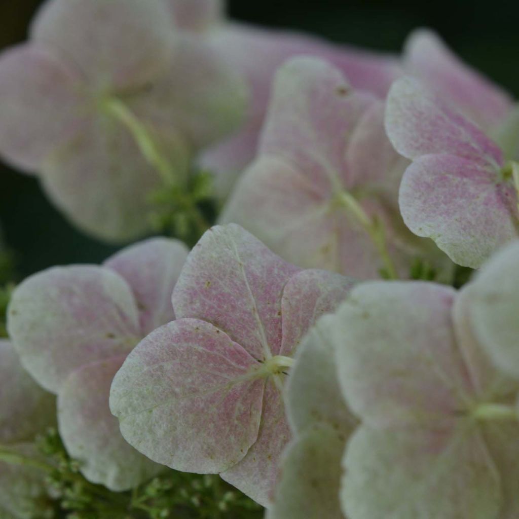 Hortensia quercifolia Snow Queen - Hortensia de hoja de roble