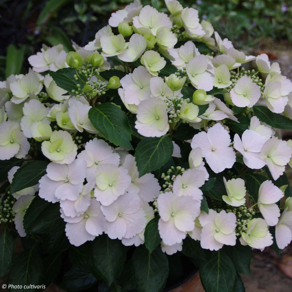 Hortensia Runaway Bride - Hydrangea