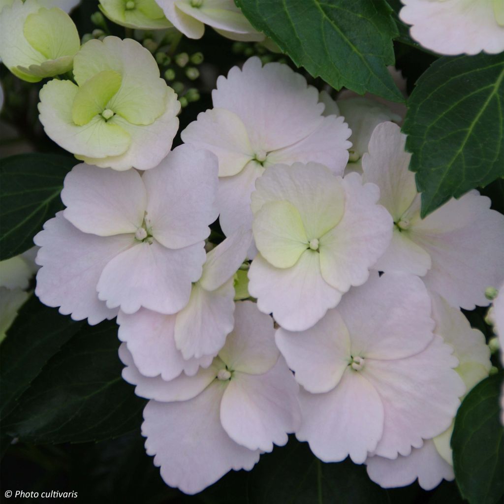 Hortensia Runaway Bride - Hydrangea